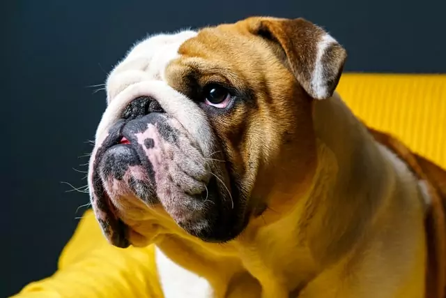 too much fat on your dog is a health risk