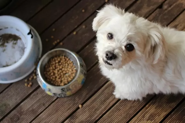 owner wonders 'how to get my dog to eat dry food?'