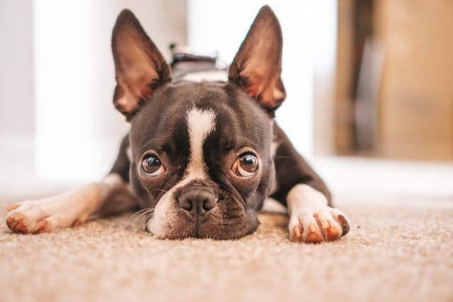 luxating patella is affecting this dog by causing leg stiffness