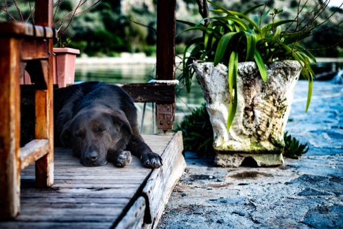 black labrador dog sleeps outside on wooden deck in garden