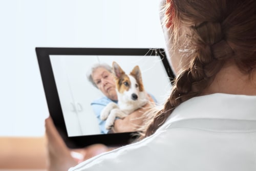 virtual vet