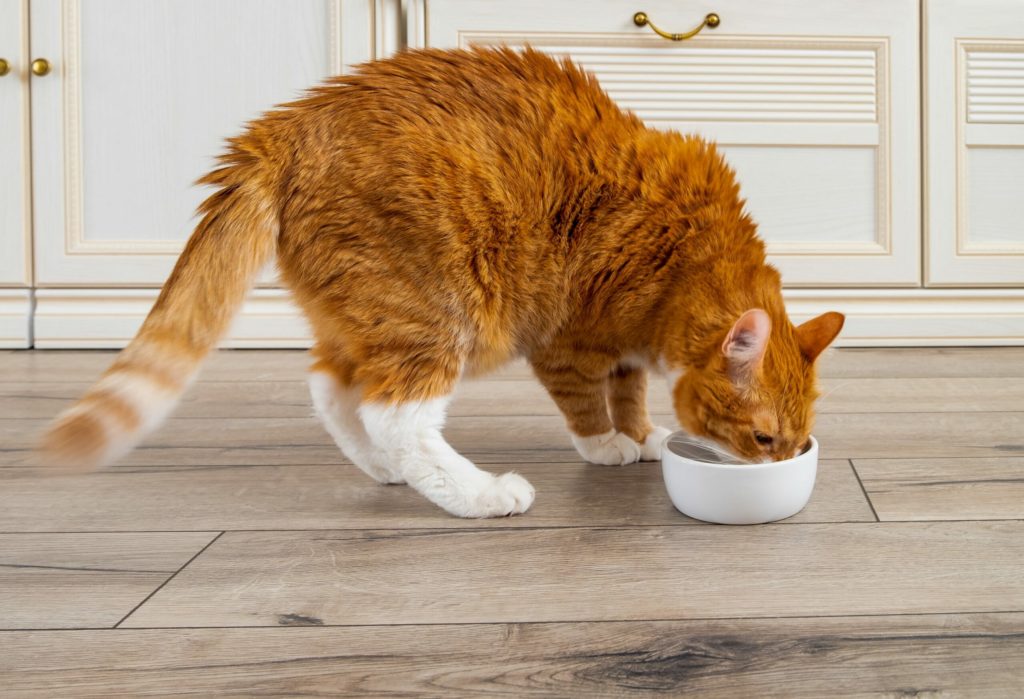How to Feed Your Cat a Good Breakfast They ll Like to Eat PD Insurance NZ