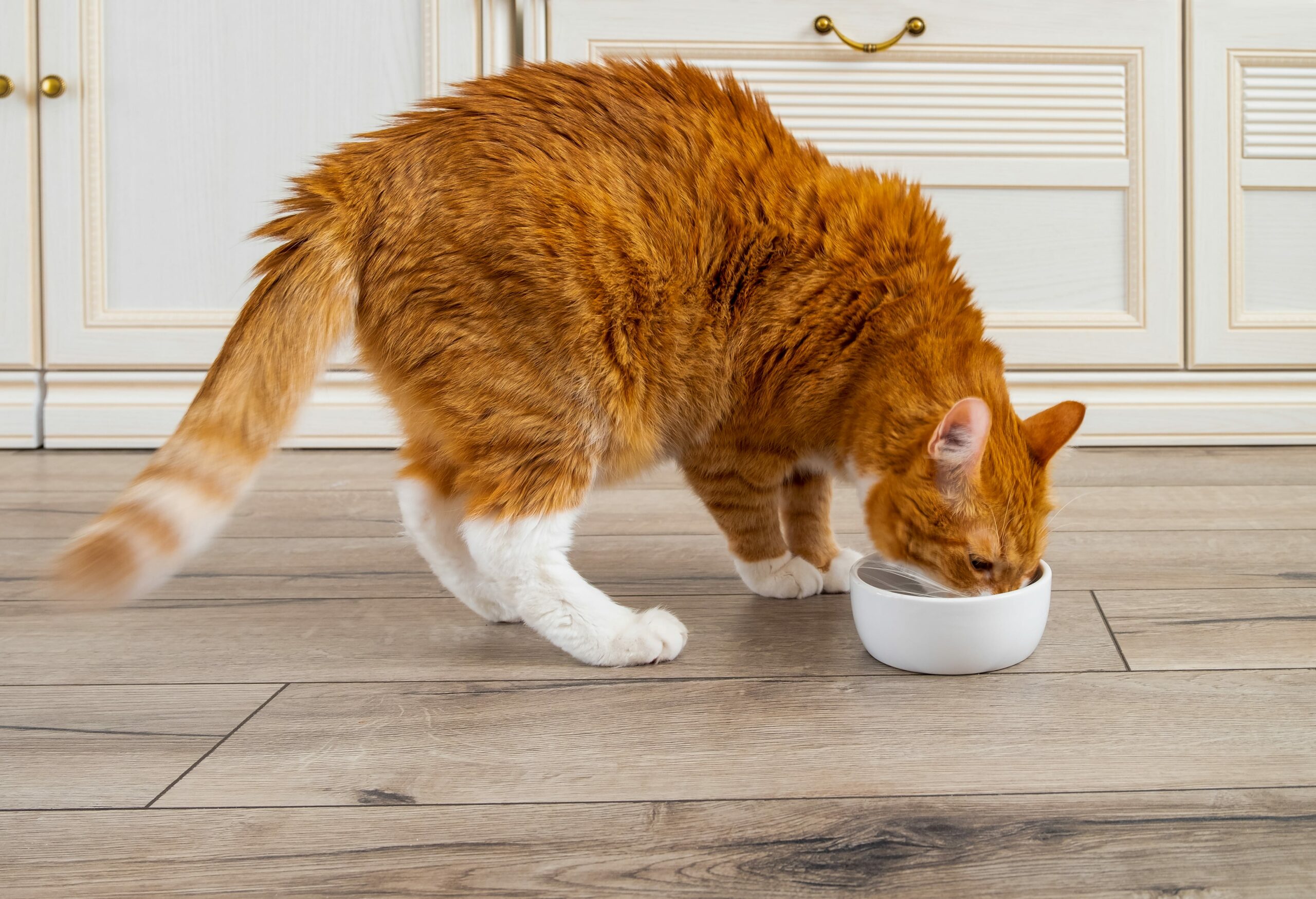 ginger cat eating breakfast from white bowl on wooden floor