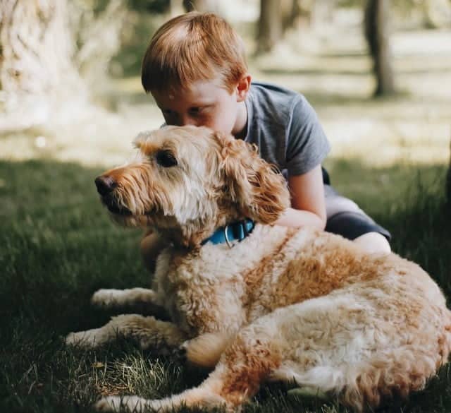 One of New Zealand's famous dog lookalikes.