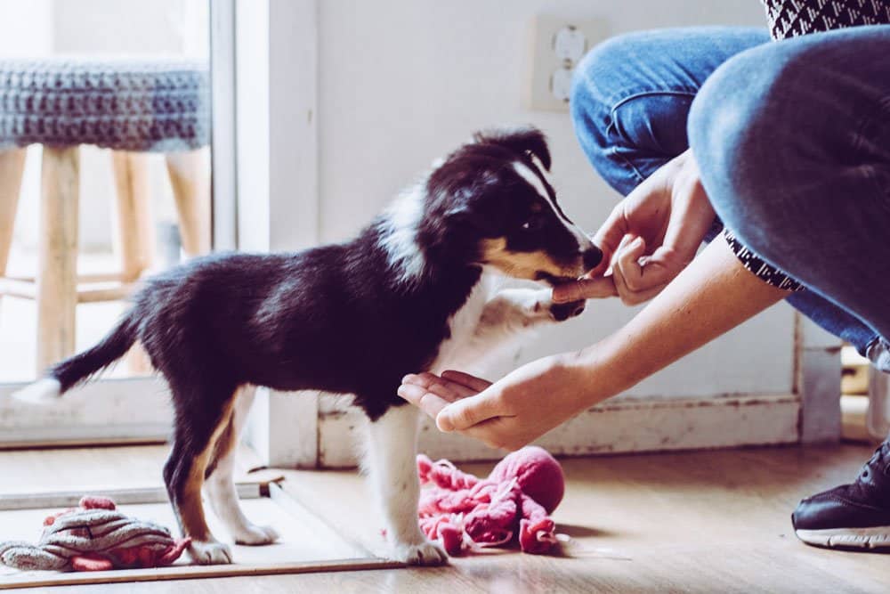 A person hands a treat to a small black and white puppy inside a room, near a window. Celebrating Love Your Pet Day 2025, the pup eagerly waits while a pink rope toy lies on the floor.