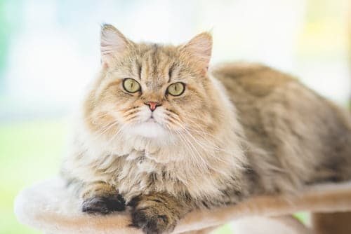 Fluffy Persian kitty looks straight ahead.