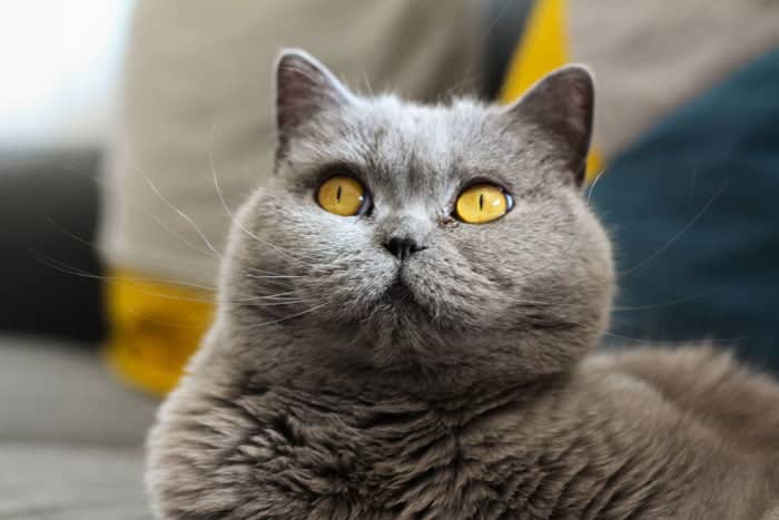 Different feline breeds include this British Short Hair.