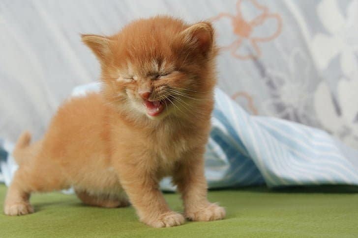 New kitten-proof your house