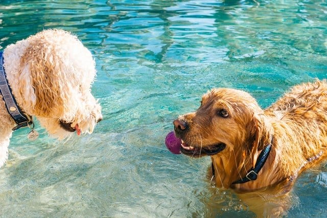 Swimming is great for dogs with muscular-skeletal issues like hip displasia.