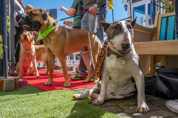 The Barkery is Ōtautahi’s first adoptable dog café