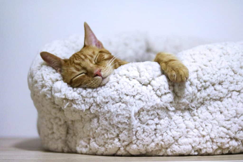 stiffness and slowness can indicate arthritis in cats
