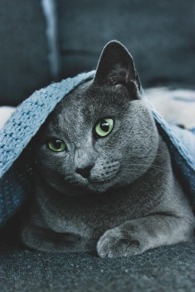 russian blue cat under blanket on bed