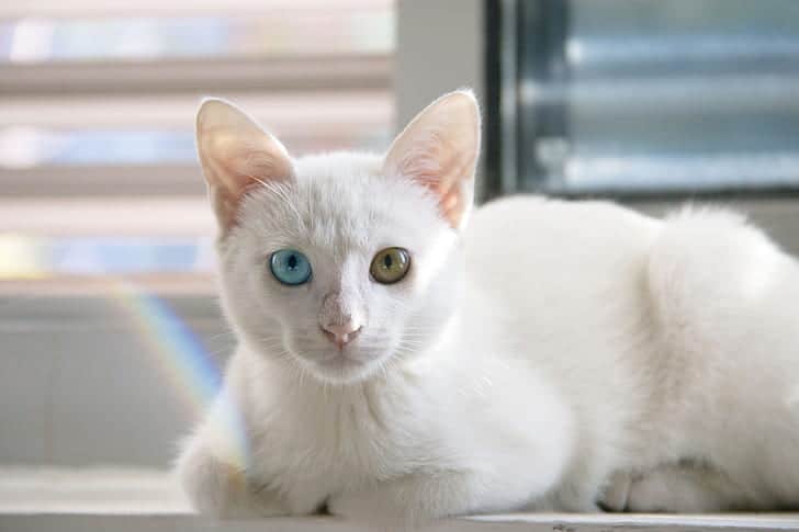 a cat has just completed vaccinations as routine cat health care 