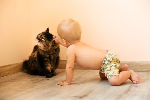 An infant in camouflage shorts is crawling on a wooden floor, reaching out to touch a fluffy pet sitting in the corner of the room. This delightful interaction brings joy, though it's always wise to be aware of toxoplasmosis risks for added peace of mind.