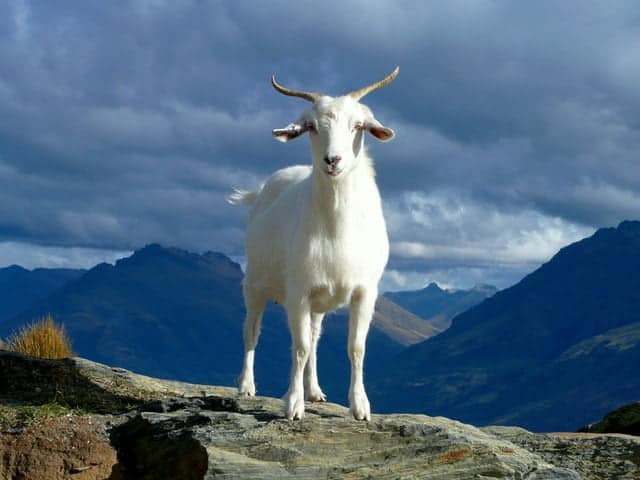 A white goat stands on a rock with a mountainous landscape and cloudy sky in the background, evoking the serene beauty often celebrated during Chinese New Year.