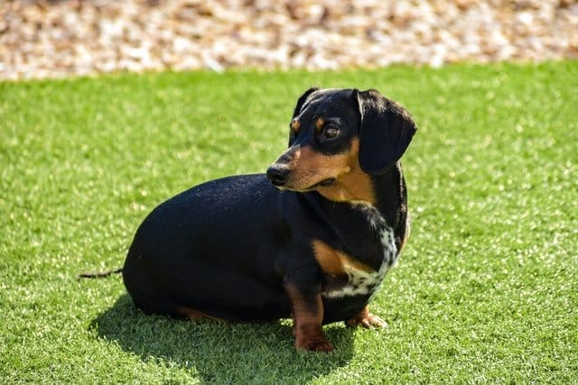 A black and tan Dachshund sits on a lawn