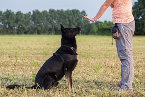 Cesar Milan says it’s how we raise the dog that’s important - and that includes training..