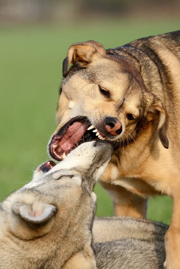 You shouldn’t get in the middle of a dog fight rather use sound, water or a barrier.
