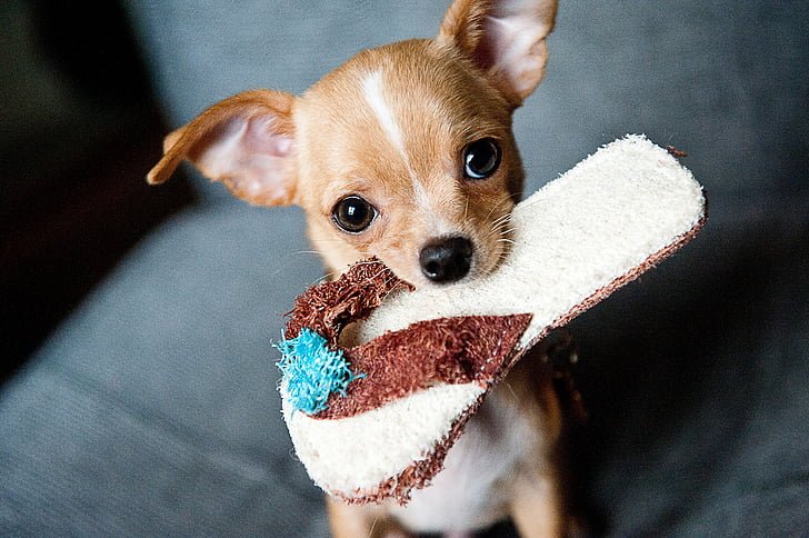 This small dog breed, possibly the runt of the litter, will grow more slowly from six weeks than a larger type of dog.