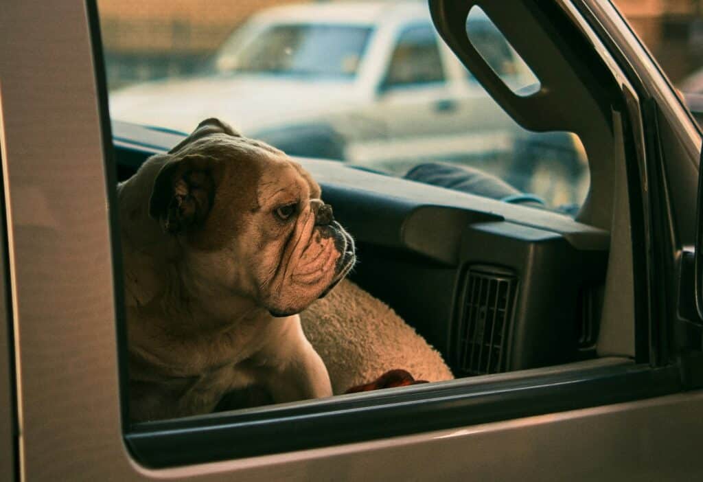 brachycephalic dogs in hot cars are especially in danger of death