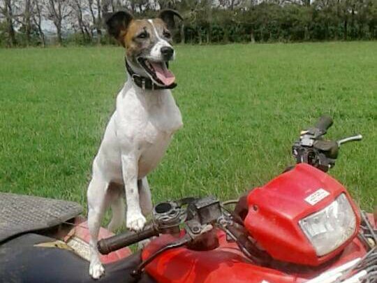 TVNZ on demand Dog Almighty contestant Maisy rides a quad bike
