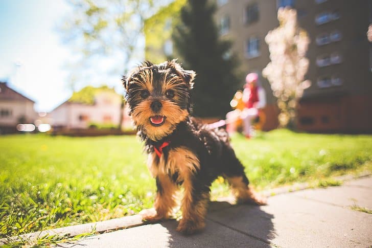 You’ll also need to ask yourself if you have any/enough of an outdoor area for your pet to play or do their daily duties? 