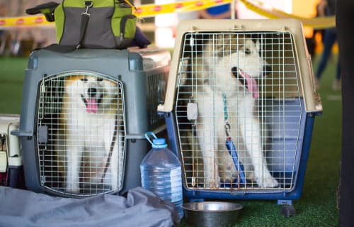 two dogs in pet crates preparing to fly