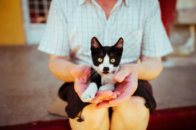 Foster a cat or kitten like this one in New Zealand today.