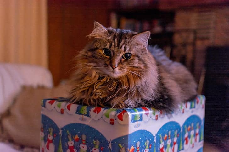 cat gets a gift to celebrate a happy national pet day