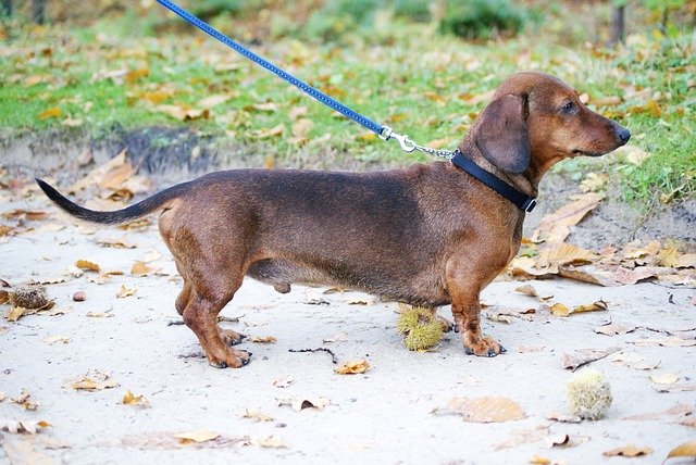 Walking on a lead can increase risk of IVDD in Dachshunds. 