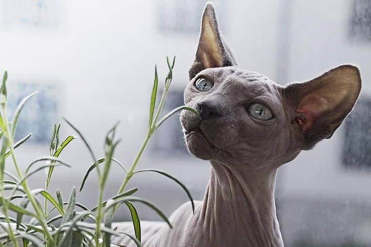 This Sphinx has sensitive skin which sunburns easily, so it makes a great indoor cat.