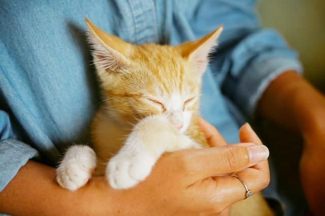 People give up pets for adoption, like this shelter cat