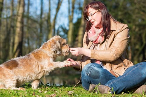 woman using positive reinforcement for dog training by rewarding spaniel with a treat when he shakes her hand