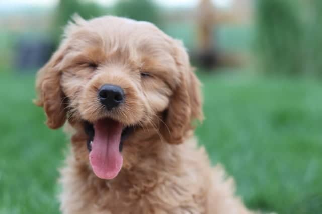 This puppy is ready to play outside after having been vaccinated.