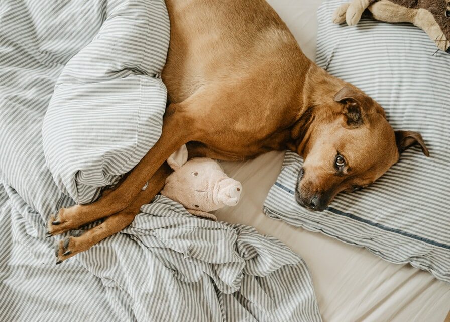 give your pooch creature comforts for puppy sleep training 