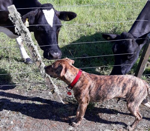 Staffordshire Bull Terrier isn't afraid of cows, in fact he's friends with them