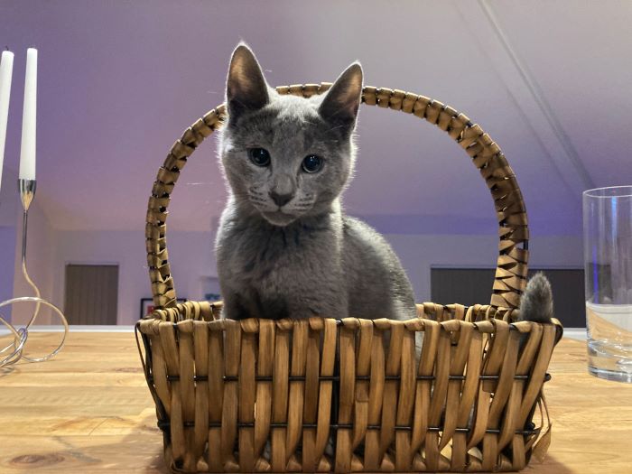 Steve the Russian Blue cat sits in a basket