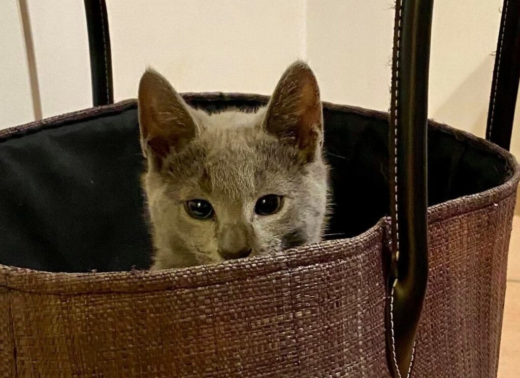 Steve the Russian Blue cat sits in a bag