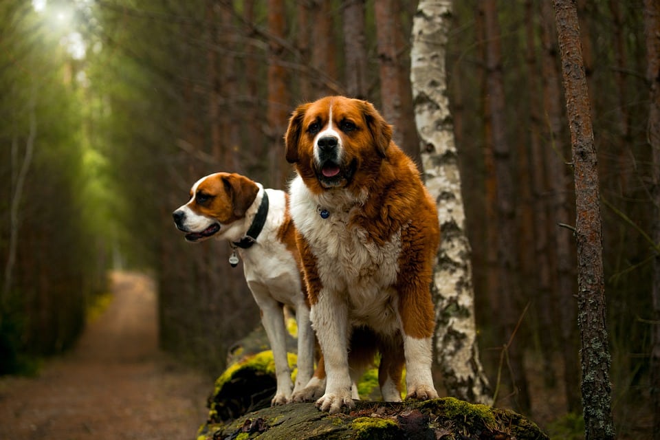 two Saint Bernard dogs explore the woods in New Zealand