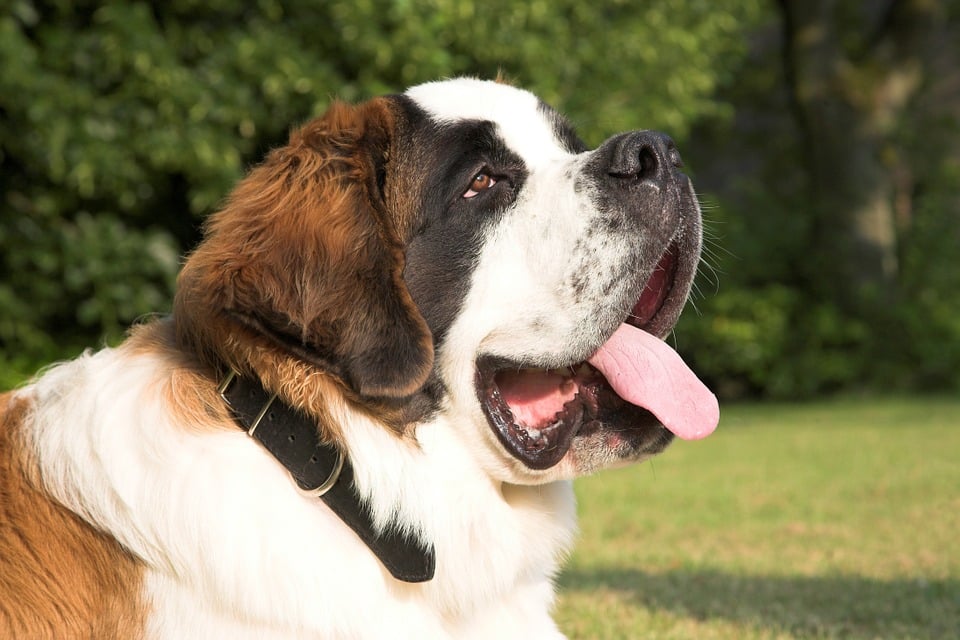 Saint Bernard dog (character, diet, care)