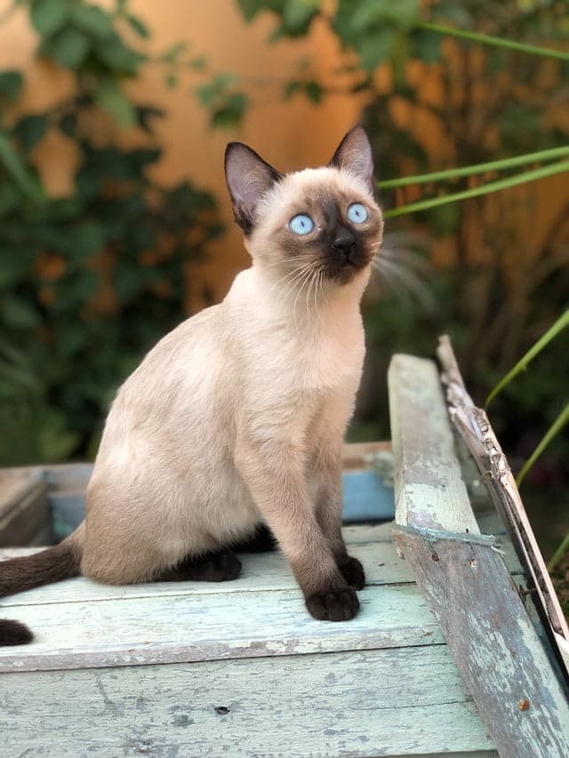 siamese cat sitting on concrete block