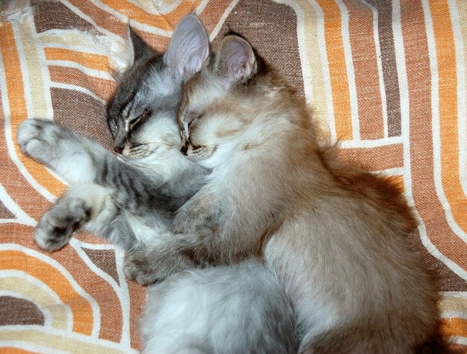 Kittens sleep together so if your cat sleeps with you they trust you.
