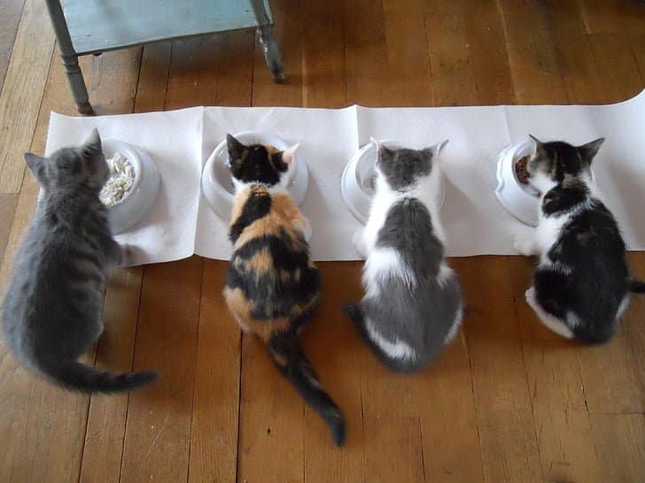 Desexing your cat - why you shouldn’t