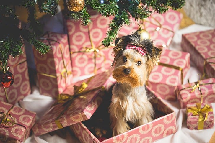 dog christmas dinner