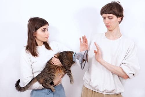 Couple fighting over cat in cone - pet prenup can help avoid this
