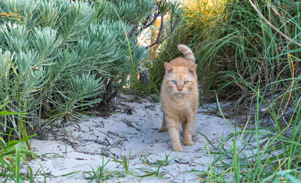 pet safety at the beach