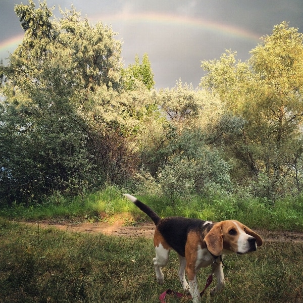 A beagle running through a field under a rainbow