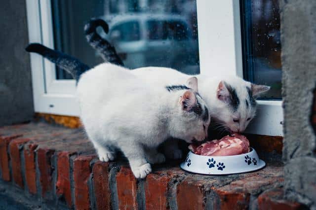 two white and grey cats outside eating raw meat from a cat bowl