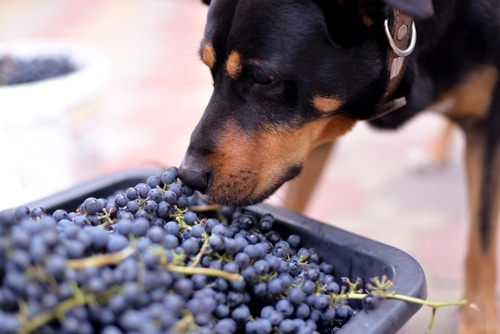 rottweiler dog looking at grapes to eat