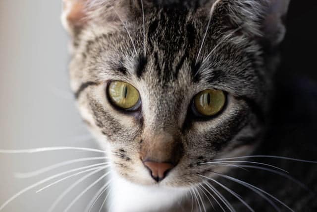 cat body language can be seen in the eyes. This tabby cat has constricted pupils
